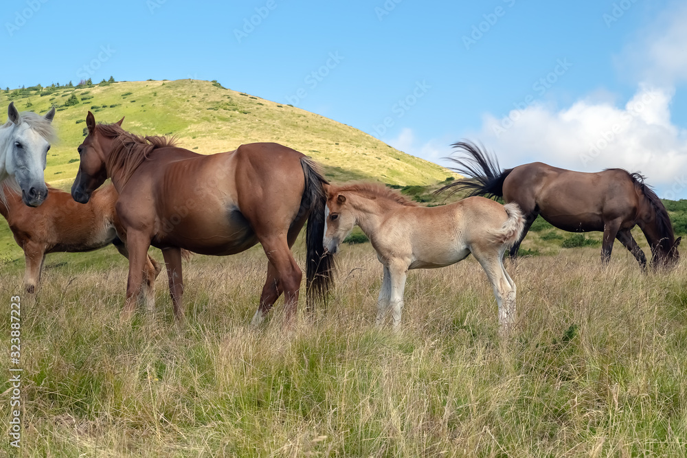 Horses with a foal walking in the mountains on a meadow on a warm summer day. Natural background Horses with a foal walking in the mountains on a meadow on a warm summer day. Natural background