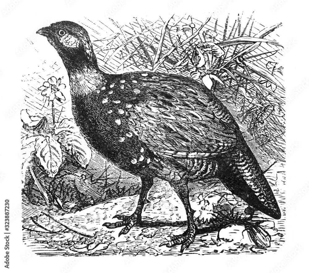 Fototapeta premium Francolinus vulgaris (Francolin european) Antique engraved illustration from Brockhaus Konversations-Lexikon 1908