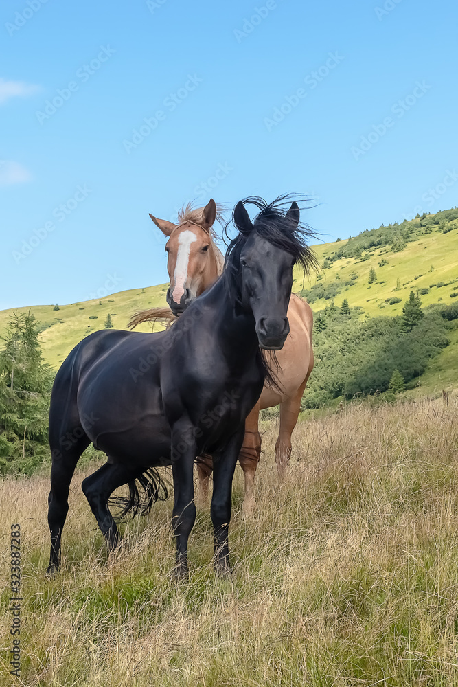 Horses on walking in the mountains on a meadow in warm summer day. Natural background Horses on walking in the mountains on a meadow in warm summer day. Natural background