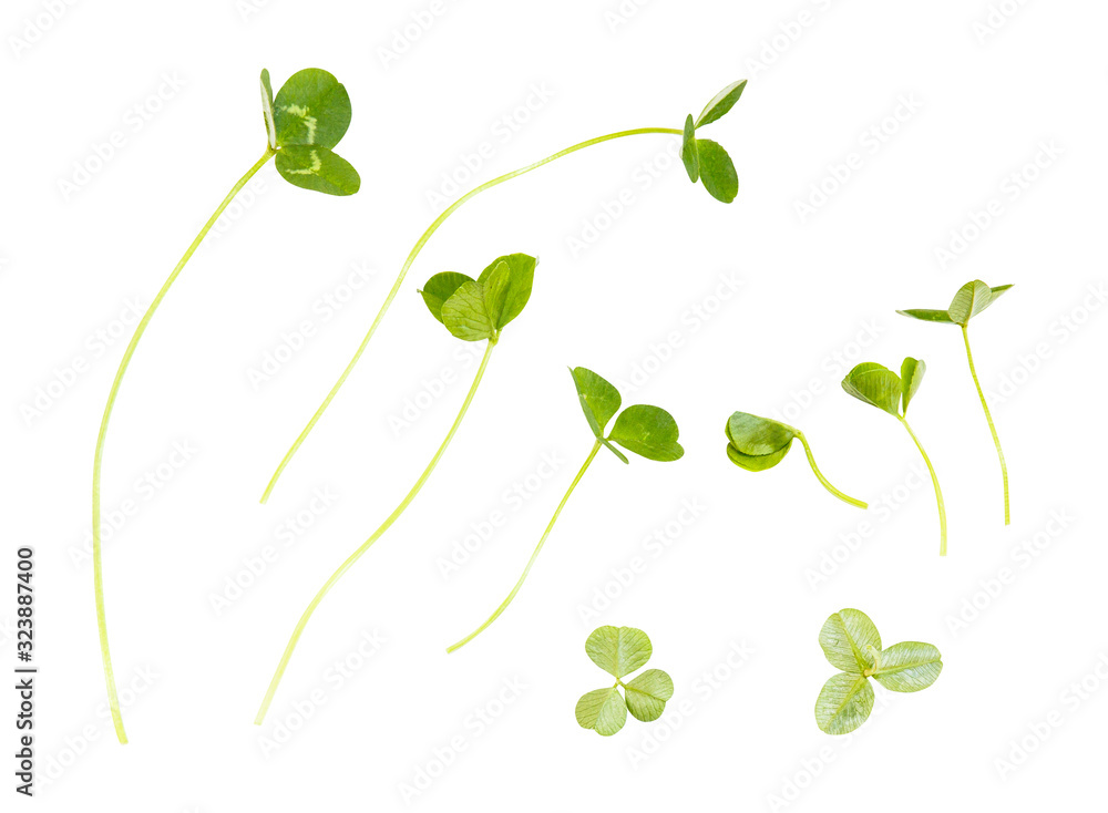Scattered leaves of clover isolated on white background Scattered leaves of clover isolated on white background