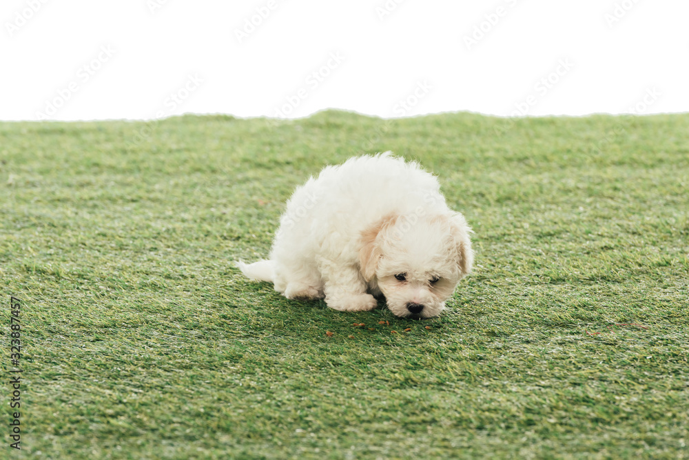 cute Havanese puppy smelling grass isolated on white cute Havanese puppy smelling grass isolated on white