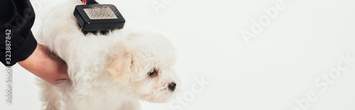 panoramic shot of woman brushing hair of Havanese puppy isolated on white