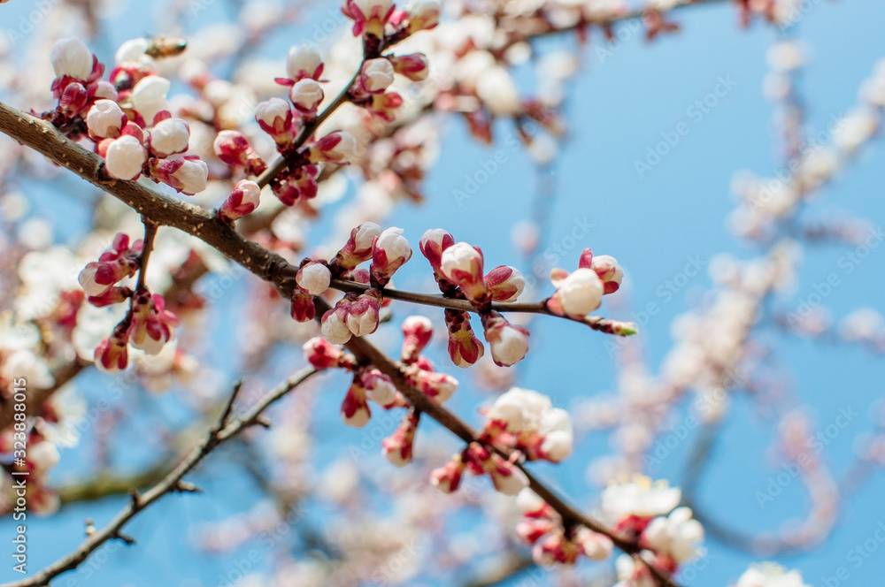 Apricot tree flowers with soft focus. Spring white flowers on a tree branch. Template for design. Apricot tree in bloom. Spring, seasons, white flowers of an apricot tree close-up. Apricot tree flowers with soft focus. Spring white flowers on a tree branch. Template for design. Apricot tree in bloom. Spring, seasons, white flowers of an apricot tree close-up.