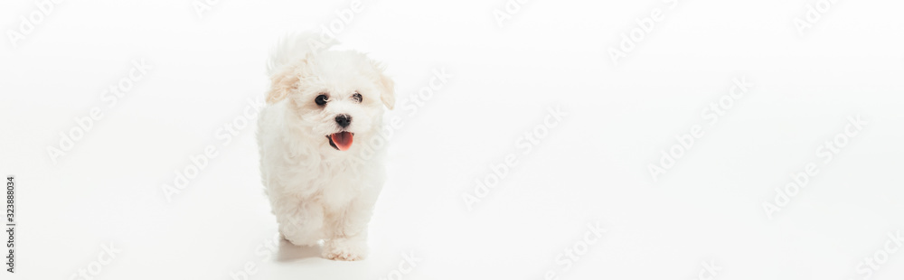 Panoramic shot of cute Havanese puppy on white background Panoramic shot of cute Havanese puppy on white background