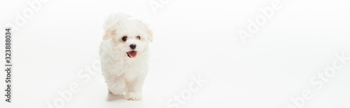 Panoramic shot of cute Havanese puppy on white background