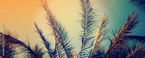 date palm trees against the sky. Selective focus. photo