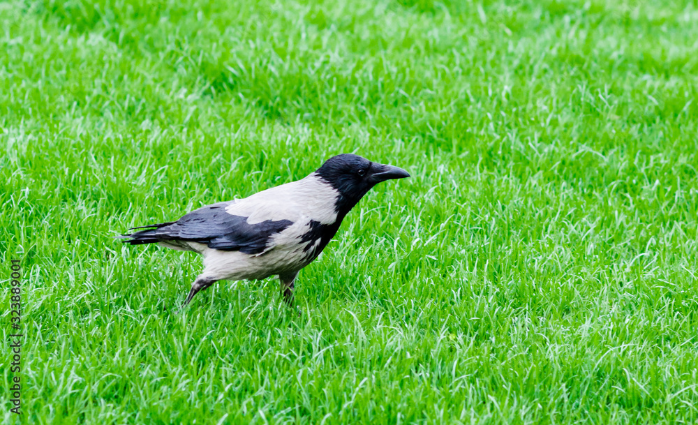 Grey crow is walking on green grass. Crow on the green background. Crow side view. Grey crow is walking on green grass. Crow on the green background. Crow side view.