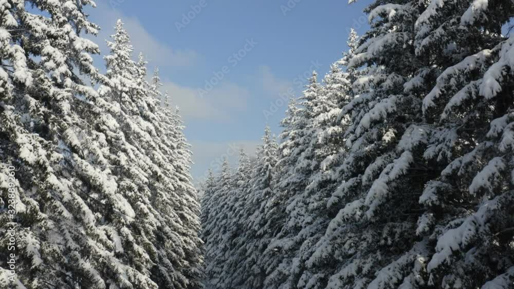Breathtaking fly over frozen snowy fir and pine trees . Nature concept. Winter time, coziness, enjoying the landscape. No people around, wild nature Breathtaking fly over frozen snowy fir and pine trees . Nature concept. Winter time, coziness, enjoying the landscape. No people around, wild nature