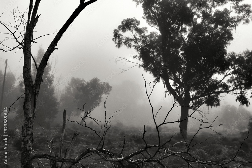 Eucalyptus forest covered by fog in the morning Eucalyptus forest covered by fog in the morning