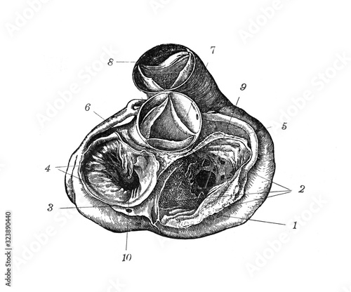 Human heart antatomy from under / Antique engraved illustration from Brockhaus Konversations-Lexikon 1908 photo