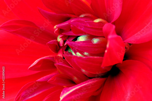 arge blooming red dahlia flower