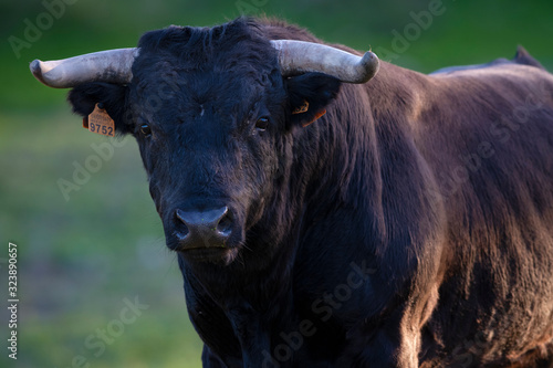 Spanish fighting bull photo