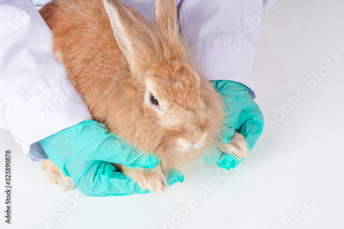 The hand of a veterinarian wearing green gloves, checking the leg and pedicure of the brown rabbit