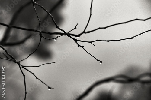 Dry tree branches with dew drops in the morning