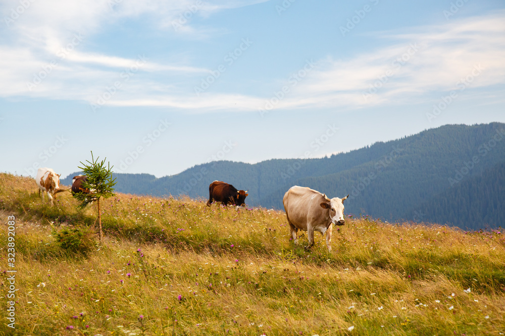 Fototapeta premium cows graze in a meadow in the Carpathians mountains. Summer landscape with cow grazing on fresh green mountain pastures. cattle grazing high up in mountains. healthy food and ecology concept