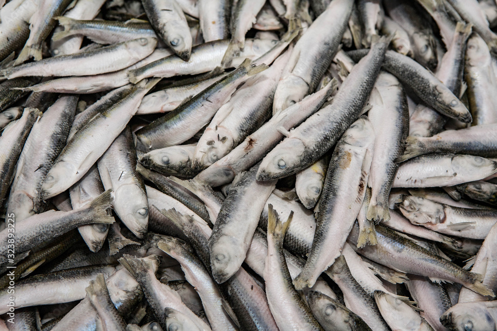 Close-up of fresh sprat in fish market. Winter fishing. Small silver fish. Close-up of fresh sprat in fish market. Winter fishing. Small silver fish.