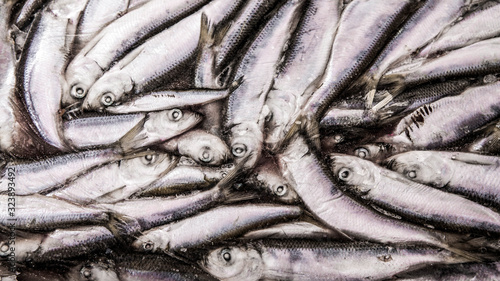 Close-up of frozen sprat in fish market. Winter fishing. Small silver fish production.