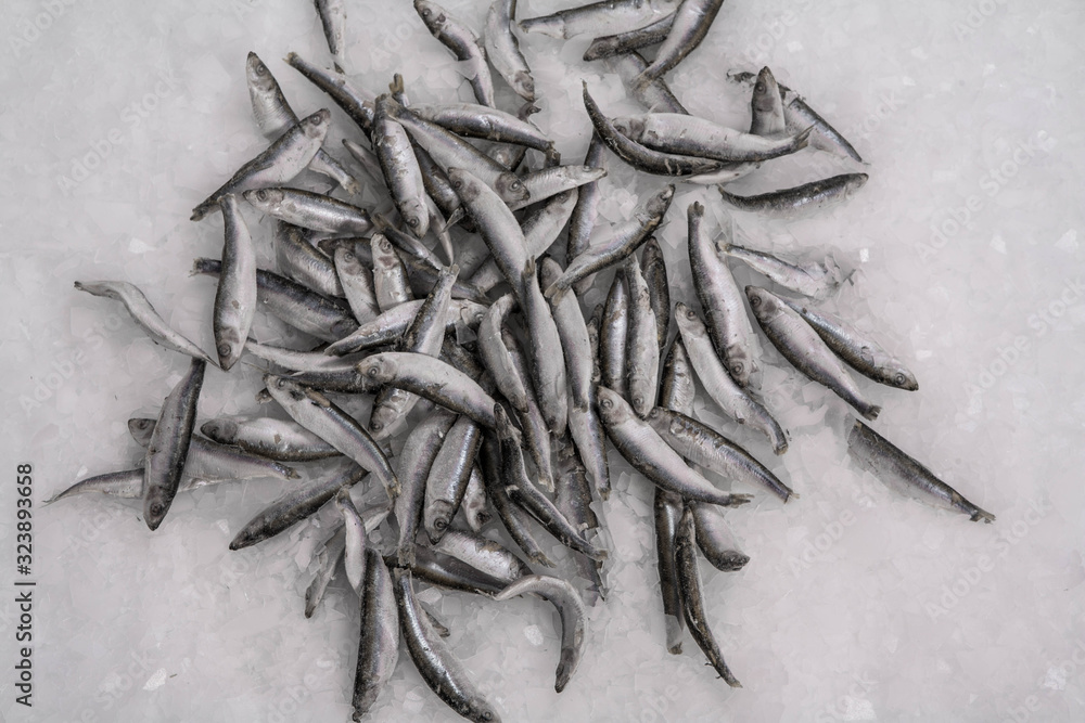 Close-up of fresh sprat on the ice in fish market. Winter fishing. Small silver fish production.