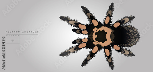 Big spider in vector. Redknee tarantula.