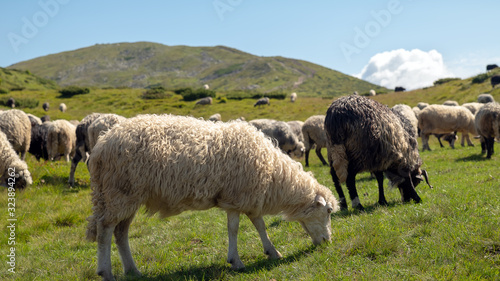 Sheep graze in the mountains. Traditional economy Highlanders