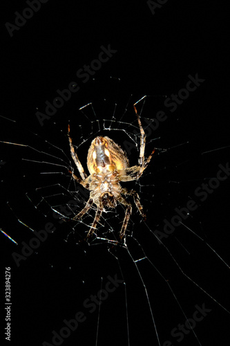 Marble spider on the web with black background