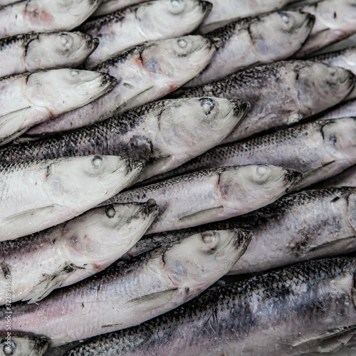 Winter fishing. Close-up of frozen sea sprat. Small silver fish in the market.