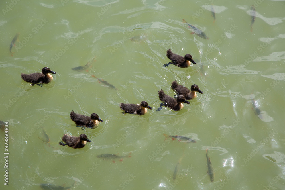 Entenküken und Fische Entenküken und Fische