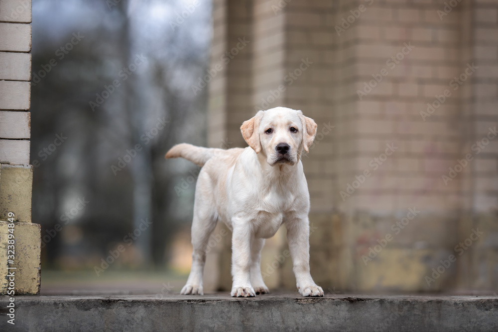 labrador retriever puppy standing outdoors labrador retriever puppy standing outdoors