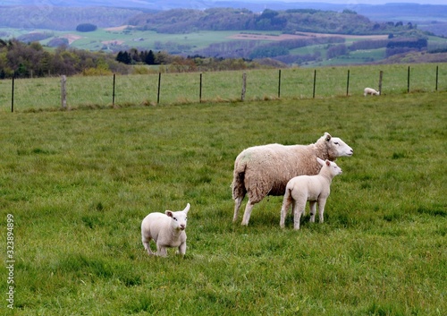 sheep and lambs in a meadow with hills in background