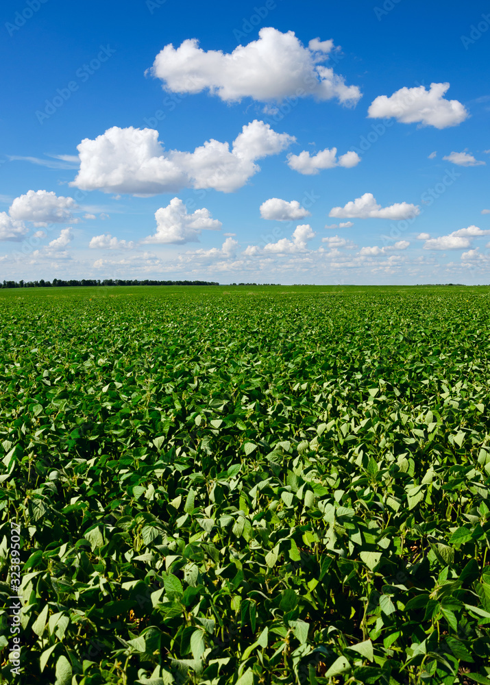 Green soy field