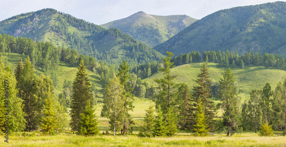 Fototapeta premium Forest and mountains, panoramic view. Summer greens.