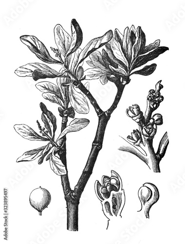 Loranthus europaeus (parasitic plant) Antique engraved illustration from Brockhaus Konversations-Lexikon 1908 photo