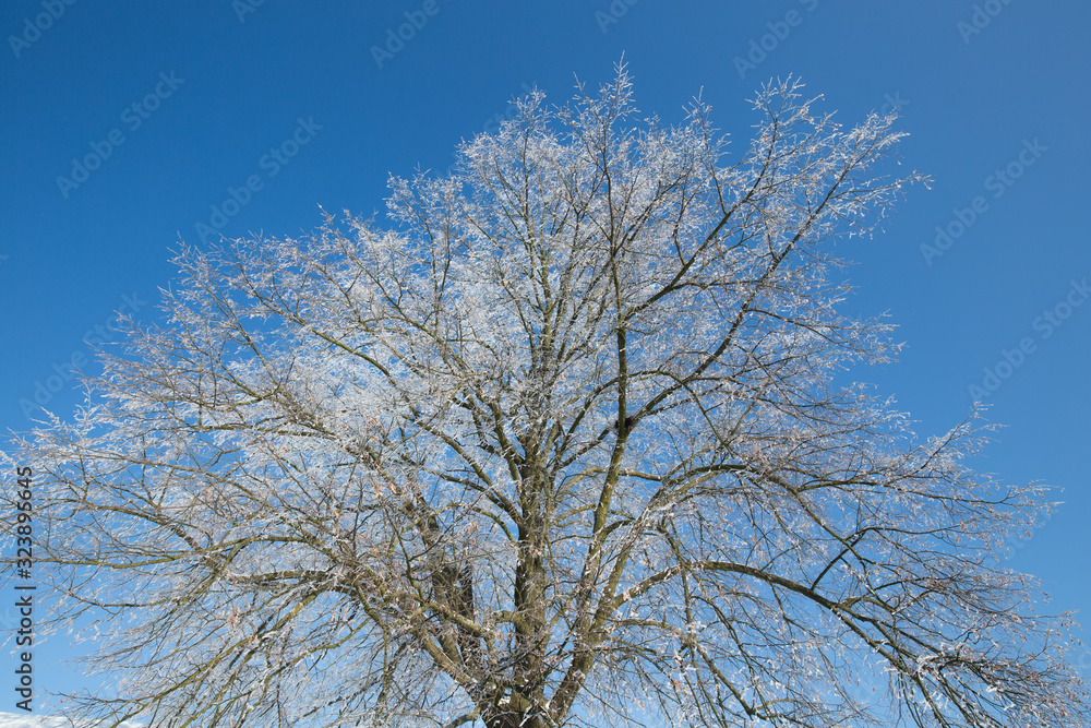 Frozen tree on winter field and blue sky Frozen tree on winter field and blue sky
