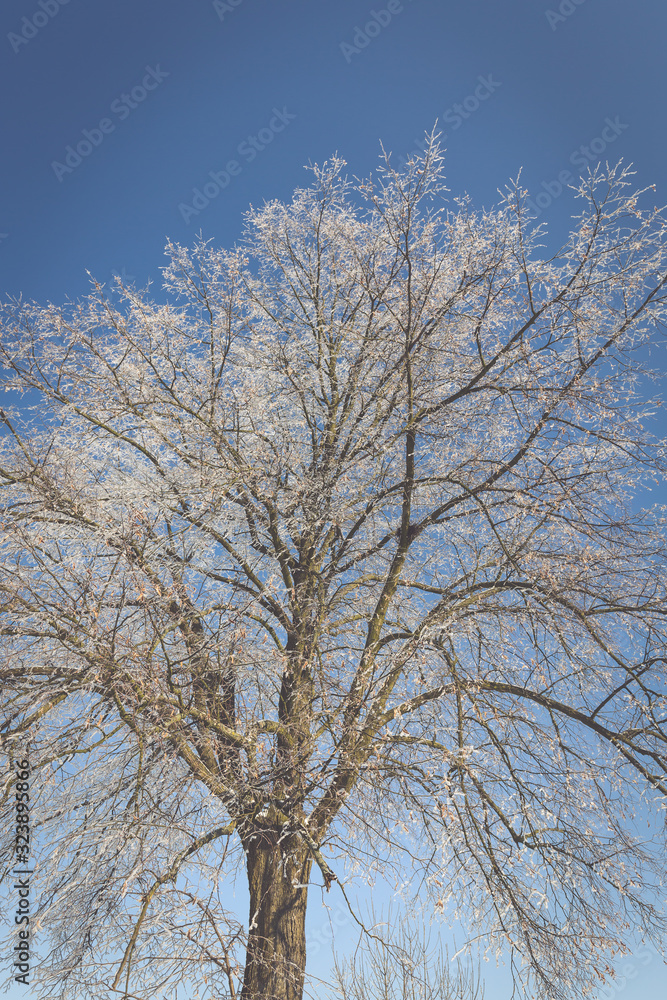 Frozen tree on winter field and blue sky