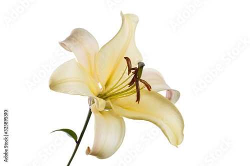 Elegant yellow lily flower isolated on a white background.