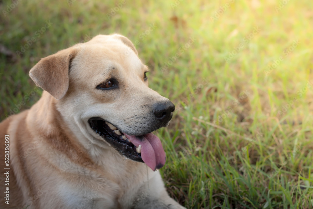 The Smaile Tan dog lying on the green grass field in the park , Blurred gentle sunlight without the sky background. free space for text. The Smaile Tan dog lying on the green grass field in the park , Blurred gentle sunlight without the sky background. free space for text.