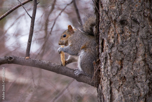 squirrel eating in tree