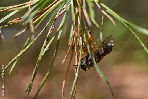 spider caught a fly in the forest