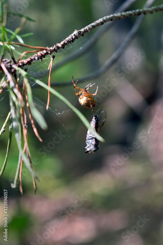 spider caught a fly in the forest