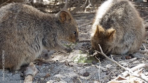 葉っぱを食べる2匹のクォッカ