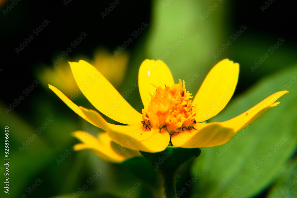 yellow flower yellow flower