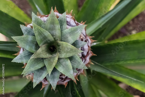 Closeup of small growing pineapple with fresh green leaves.