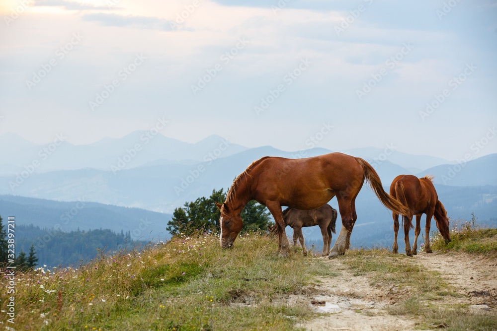 horses graze in a meadow in the Carpathians mountains. Portrait of brown wild horses on background of field in summer day. cattle grazing high up in mountains. healthy food and ecology concept