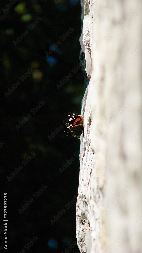 butterfly urticaria sitting on a stone wall butterfly urticaria sitting on a stone wall