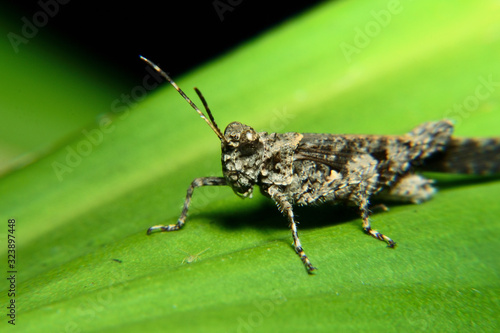 Fotografie Black Groshopper perch in  green leaf