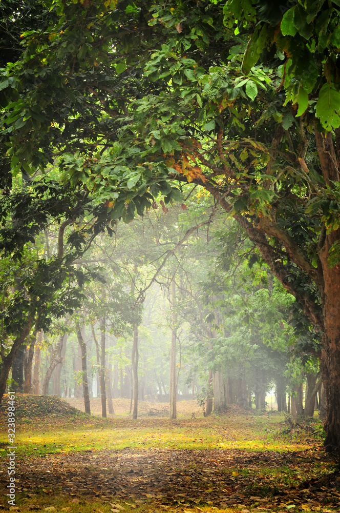 Beautiful mystical forest in the morning, nature background concept and fantasy idea