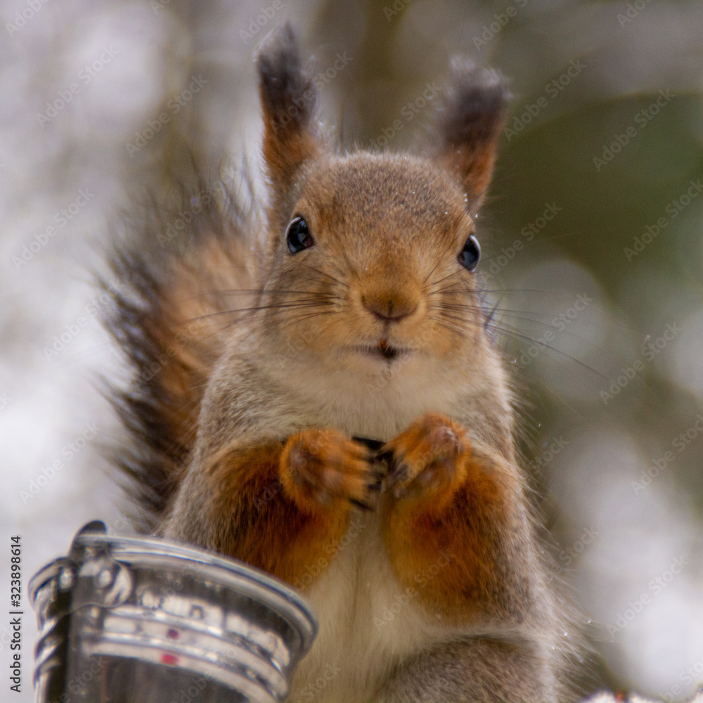 Fototapeta premium red squirrel with a bucket