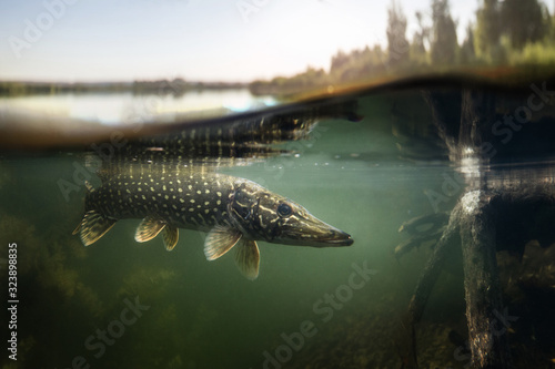 Fishing background. Underwater Pike predator. photo