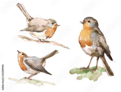 Hand-drawn set watercolor robin bird isolated on white background. Ideal for decorating a nursery, textiles and packaging. Erithacus rubecula. Elements for packaging design.