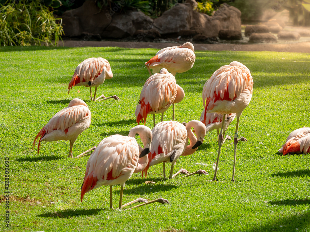 Beautiful image of pink flaming birds flock on the fresh green grass lawn at park Beautiful image of pink flaming birds flock on the fresh green grass lawn at park